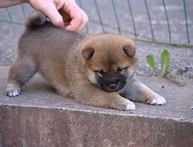 Shiba Inu Welpen zur Annahme.
